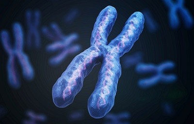 Що таке хромосома?