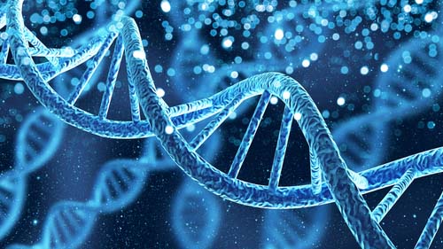 Що таке ДНК?