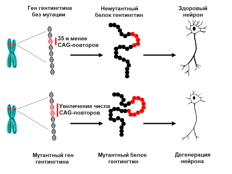 Мутация расширения повторрв CAG при хорее Гентингтона